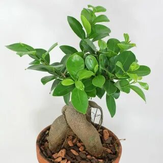 Фикус микрокарпа уход