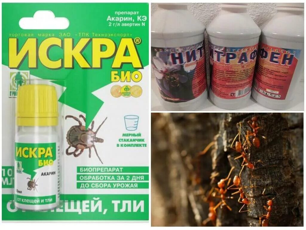 Препараты от тли на деревьях и кустарниках. Средство от муравьев и тли. эффективное средство от тли и муравьев. средство от тли на деревьях. препарат от тли на деревьях.