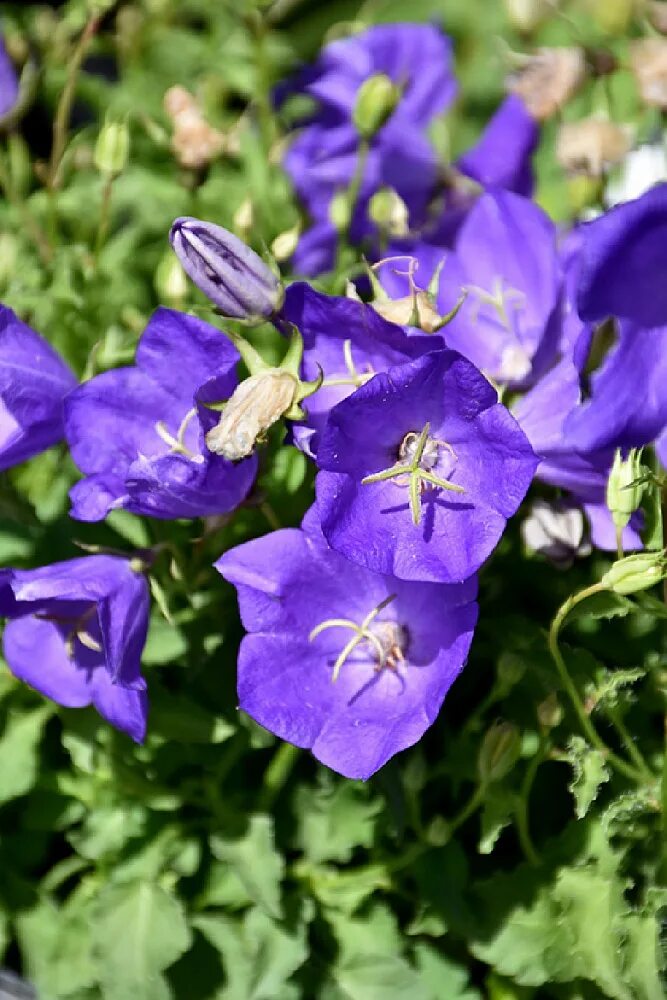 Колокольчик Карпатский Перл дип Блю. Колокольчик Карпатский (Campanula Carpatica). Колокольчик Карпатский перпл дип Блю. Колокольчик Карпатский Блю клипс. Колокольчик блю