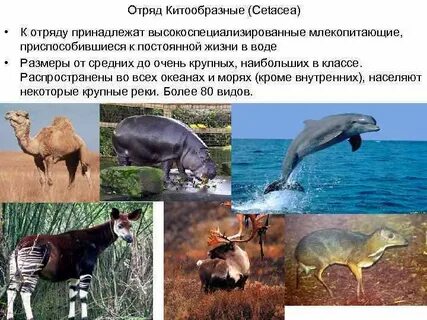 Самое крупное животное класса млекопитающие