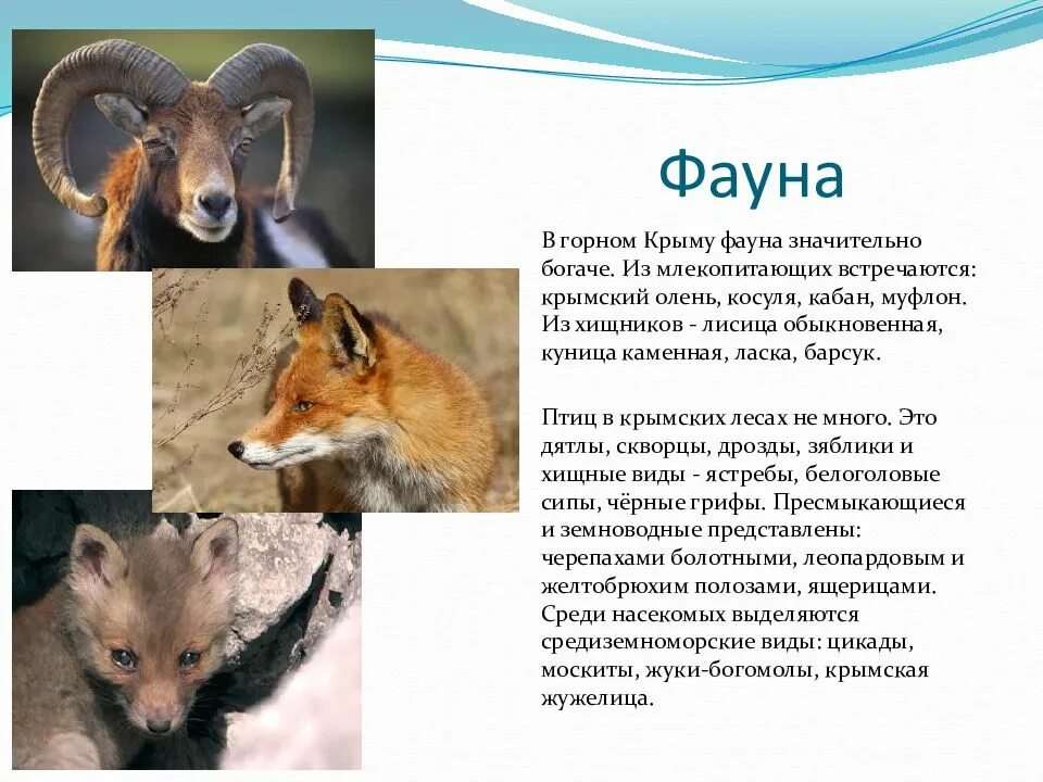 Сообщение о фауне