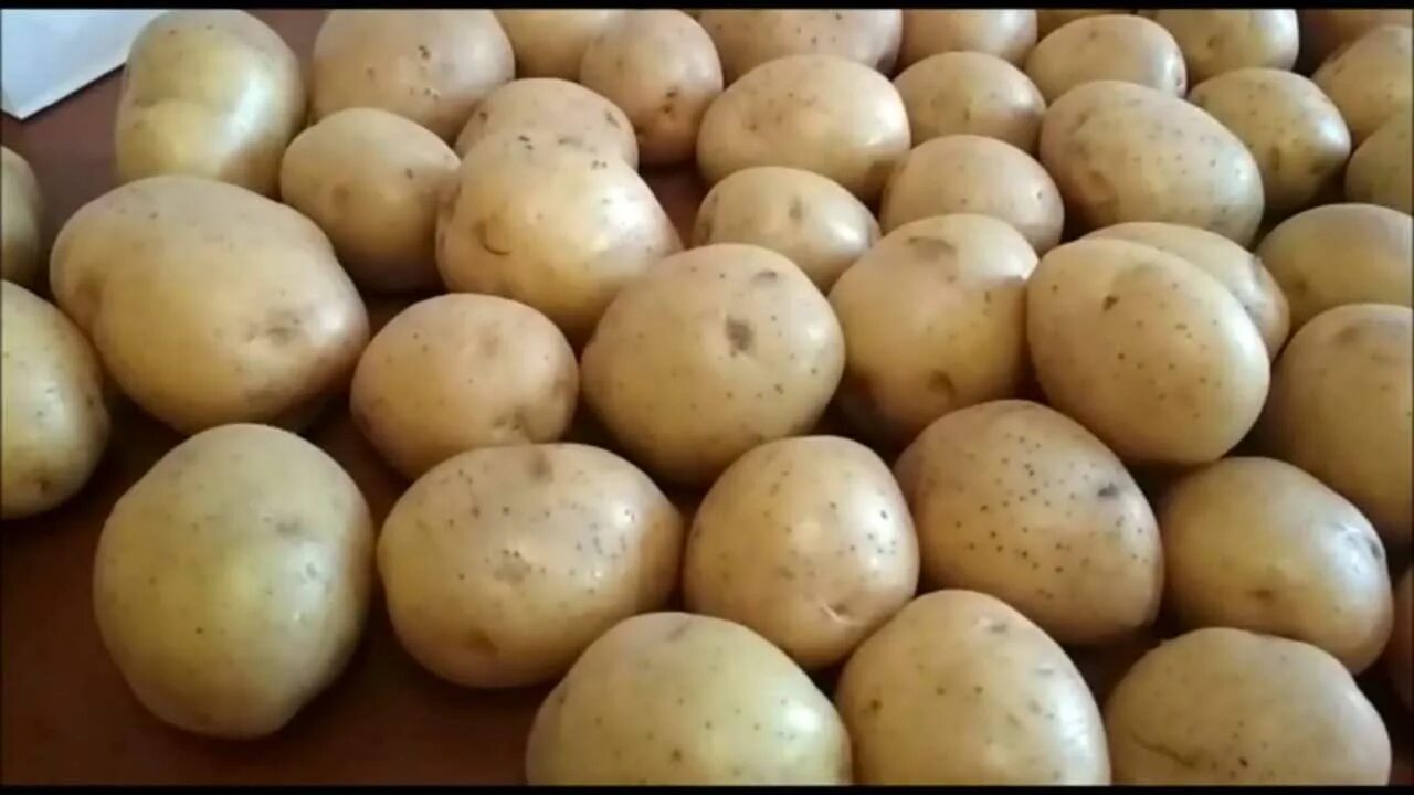Картофель Гала. Сорт картофеля Гала. Картофель Гала (10 шт.). Сорт Гала.