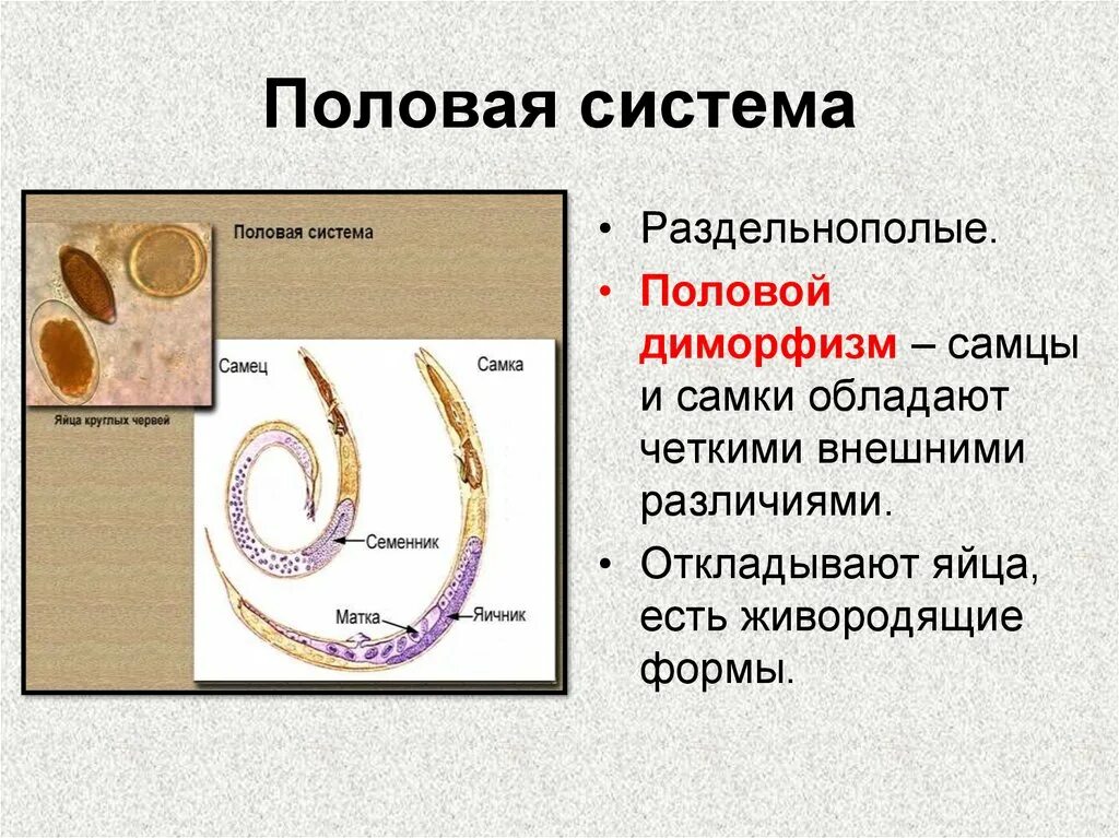 Тип круглые черви размножение. Плоские черви раздельнополые. размножение круглых червей.