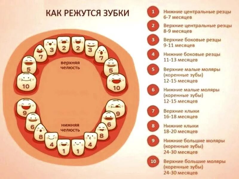 Во сколько у ребенка появляются зубы. Зубы у детей порядок прорезывания молочных зубов. Зубы у ребёнка порядок прорезывания схема. Очередность прорезания зубов у ребенка. Очередность прорезывания зубов у младенцев схема.