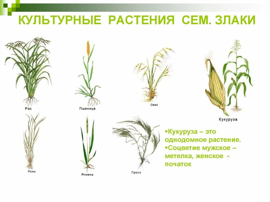 Покрытосеменные злаковые. Культурные растения семейства злаки. Дикорастущие Мятликовые злаки. Дикорастущие растения семейства злаковых. Соцветия злаковых трав.