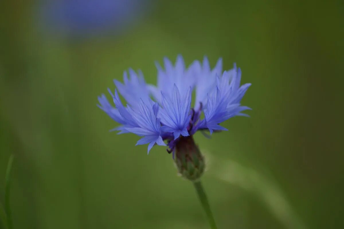 Василек а над. Василек левкоелистный. Василек 'pulchra Major'. Василек синий (Centaurea cyanus). Василёк козий.