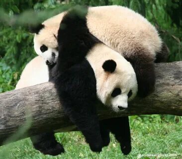 Pandas dream