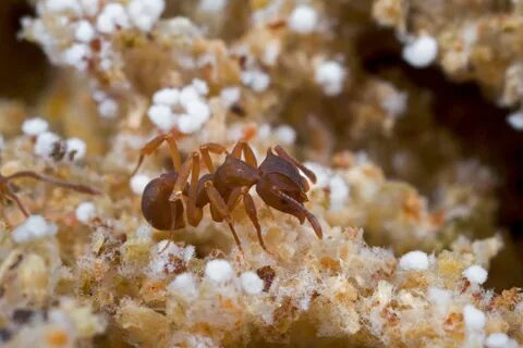 Ant farming