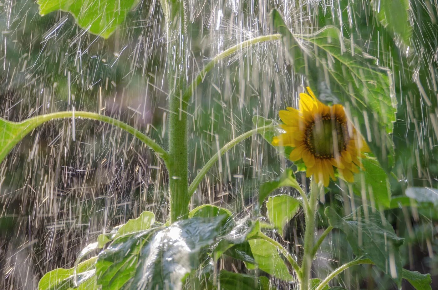 Яблоки в луже. Август дождь. Серпухов дождь. Лето дождь природа. Август дождь.