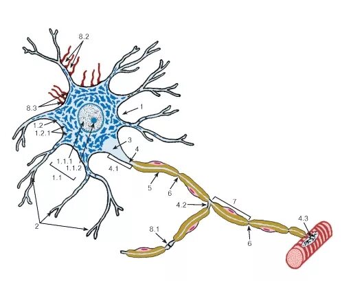 Строение нерва рисунок. Строение мультиполярного нейрона. Схема строения мультиполярного нейрона. Нервная ткань строение нейрона. Нервная ткань схема Нейроны.