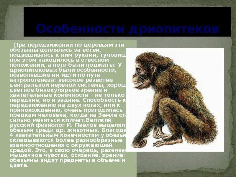 Дриопитеки общие предки. Дриопитеки Эволюция. Дриопитек австралопитек. Дриопитек это в биологии. Дриопитек характеристика.