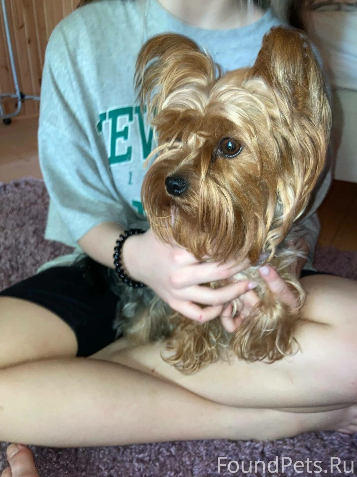 Пропала собака по кличке джесси. Собака кубинка. Собака кубинка. Собака кубинка. Найден йоркширский терьер.