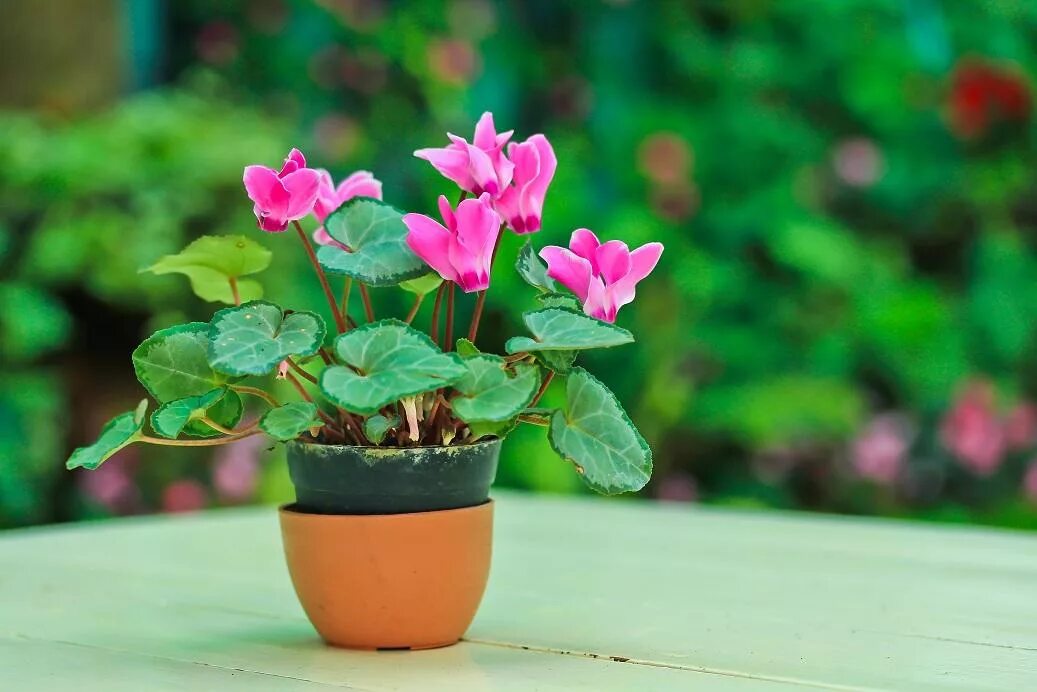 цикламен (амариллис). цикламен европейский. цветок эуфорбия миля. сон цветущий цветок в горшке. сон цветущий цветок в горшке.