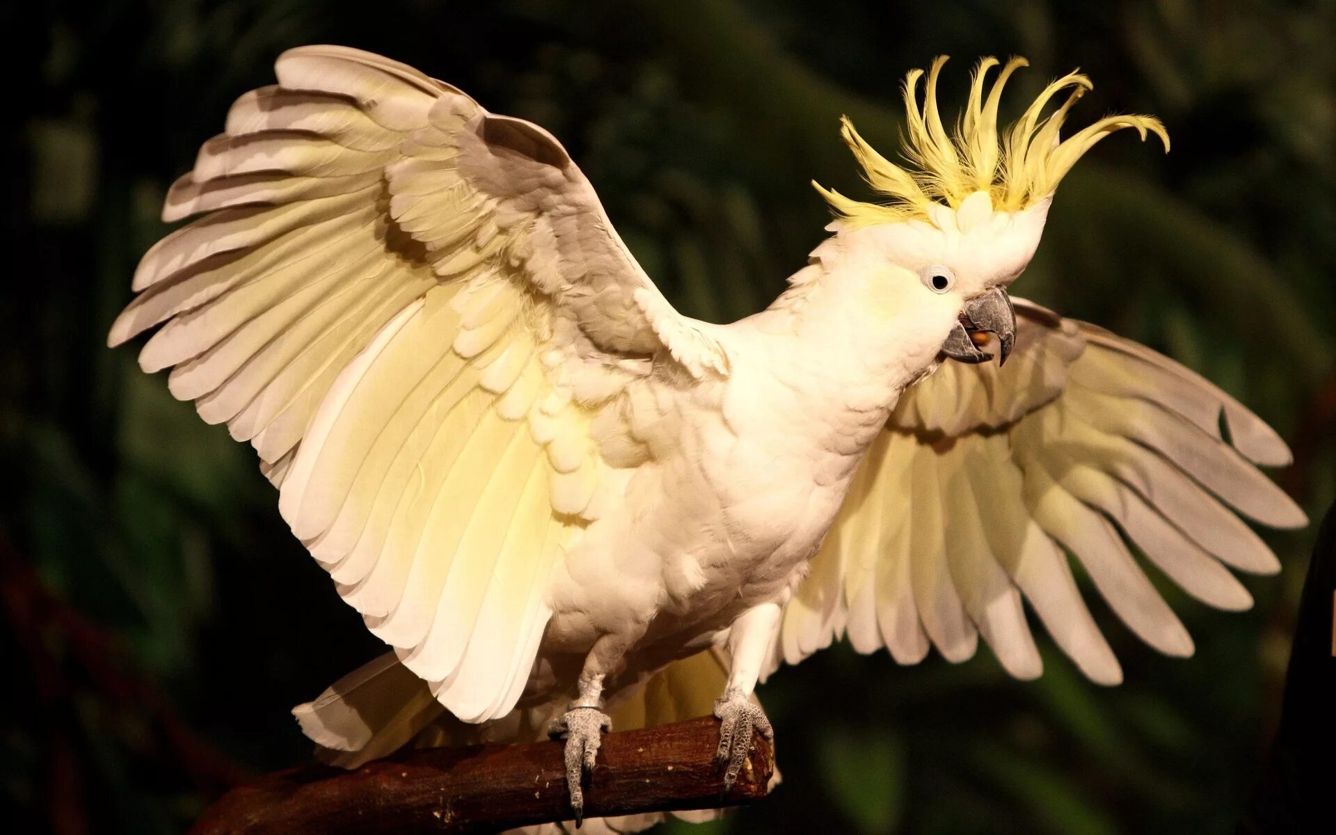 Стоит попугай какаду. Попугай Какаду желтохохлый. Белый желтохохлый Какаду. Белый попугай Какаду. Попугай Какаду в Австралии.