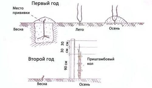 Правильная посадка винограда. Посадка саженцев винограда в открытый грунт. Посадка винограда весной саженцами в открытый. Посадка винограда весной в открытый грунт. Посадка винограда весной саженцами.