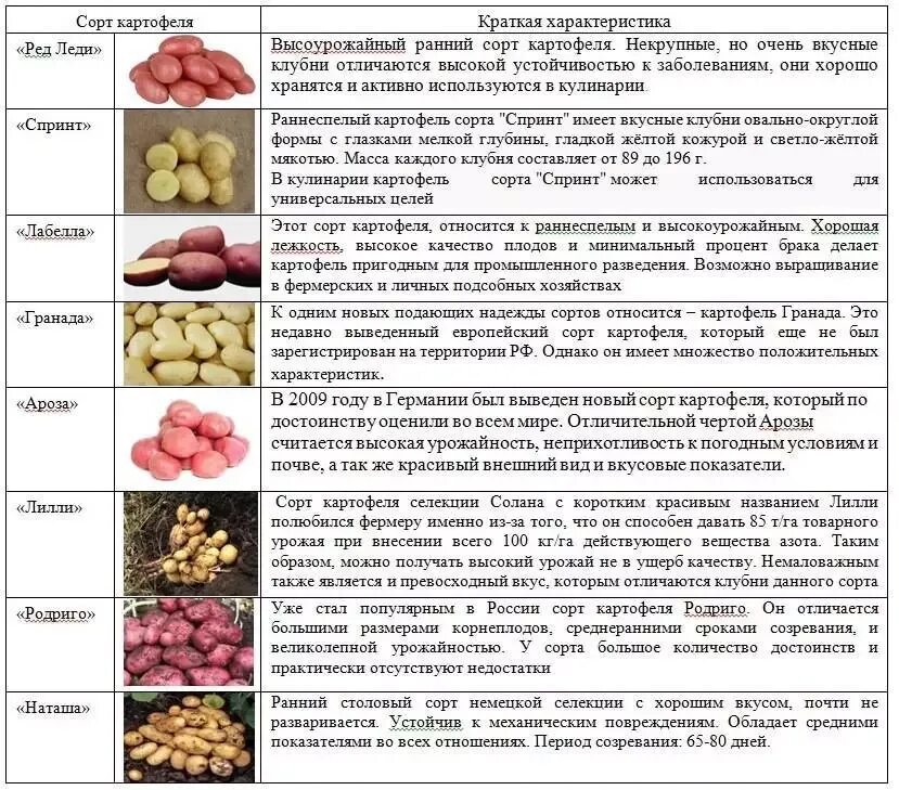 Сколько сортов. Характеристики сортов картофеля таблица. сорта картофеля таблица с описанием. сравнение сортов картофеля таблица. классификация картофеля по сортам.