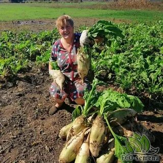 Урожайность кормовой свеклы