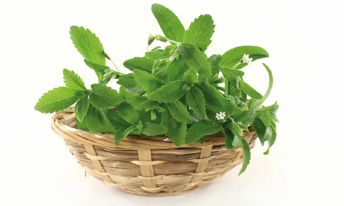 Stevia трава. Stevia rebaudiana. Сахарное растение стевия. Цветущая стевия.