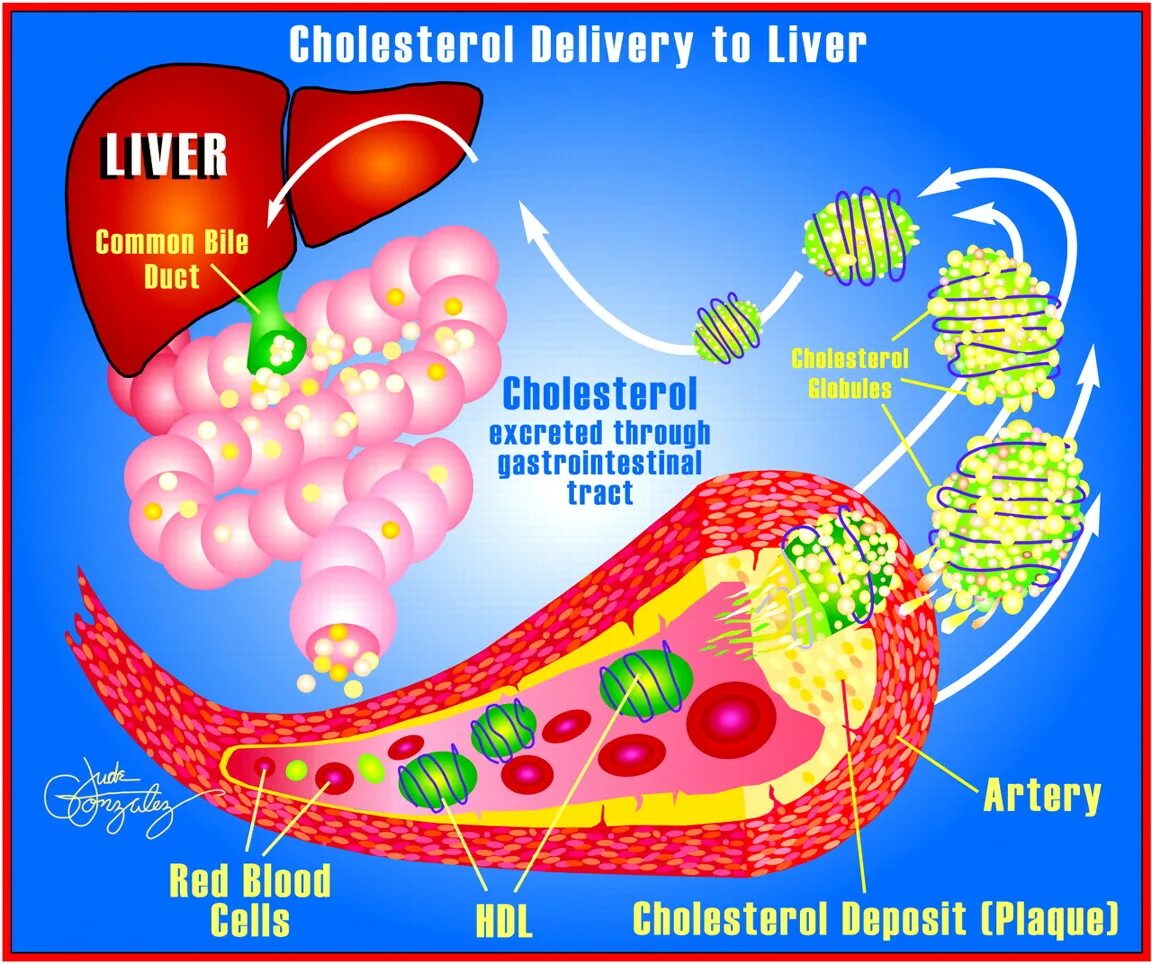 Hdl cholesterol. Холестерол. hdl холестерин что это. мульти холестерол. холестерол это липид.