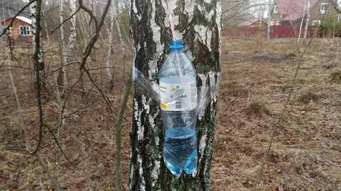 Литр березового сока