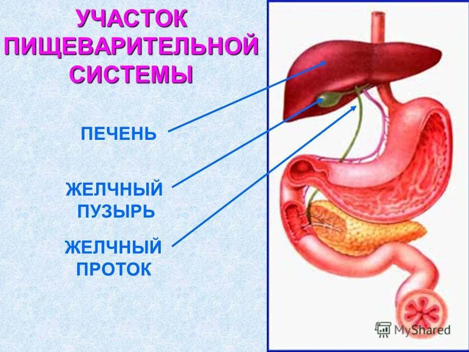 Год без желчного пузыря