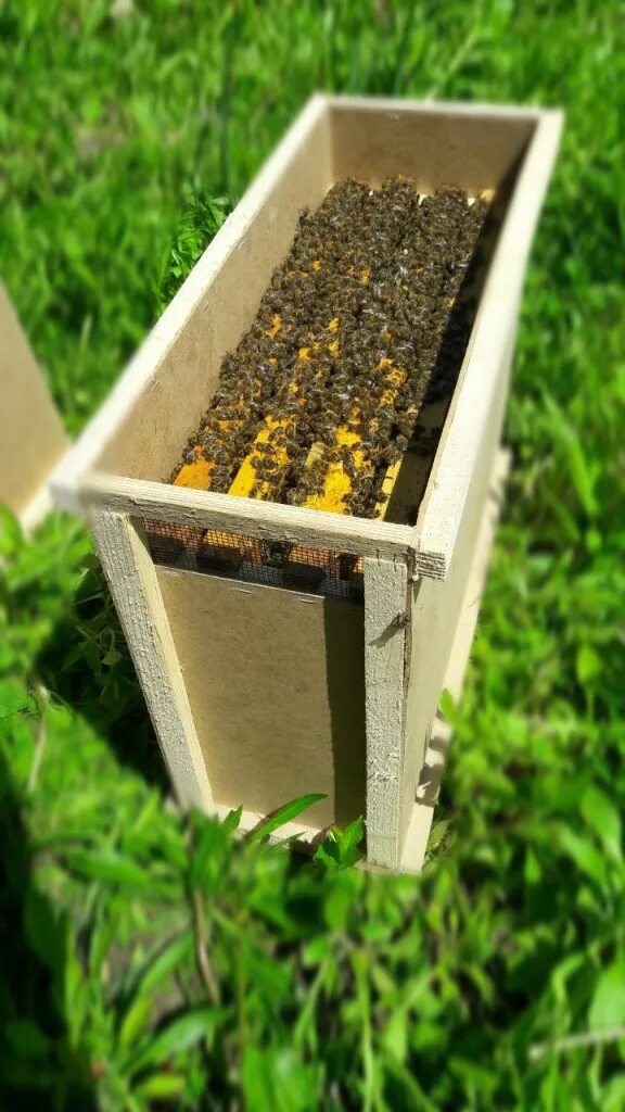 Пчелопакеты,пчелосемьи Карника. Пчелопакеты Карника. Пчёлы Карника пчелопакеты. Пчелопакеты 2022. Пчелопакеты 2024 в краснодарском крае купить