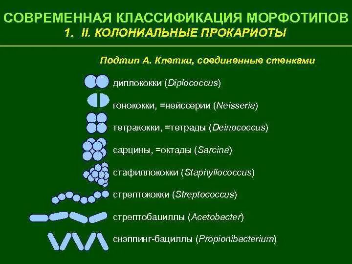 Питание бактерий прокариот. Классификация царства прокариот микробиология. 2. Классификация прокариотов.. Основные принципы систематики прокариот. Принципы классификации прокариот.