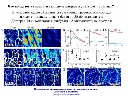 Проницаемость кровеносных сосудов