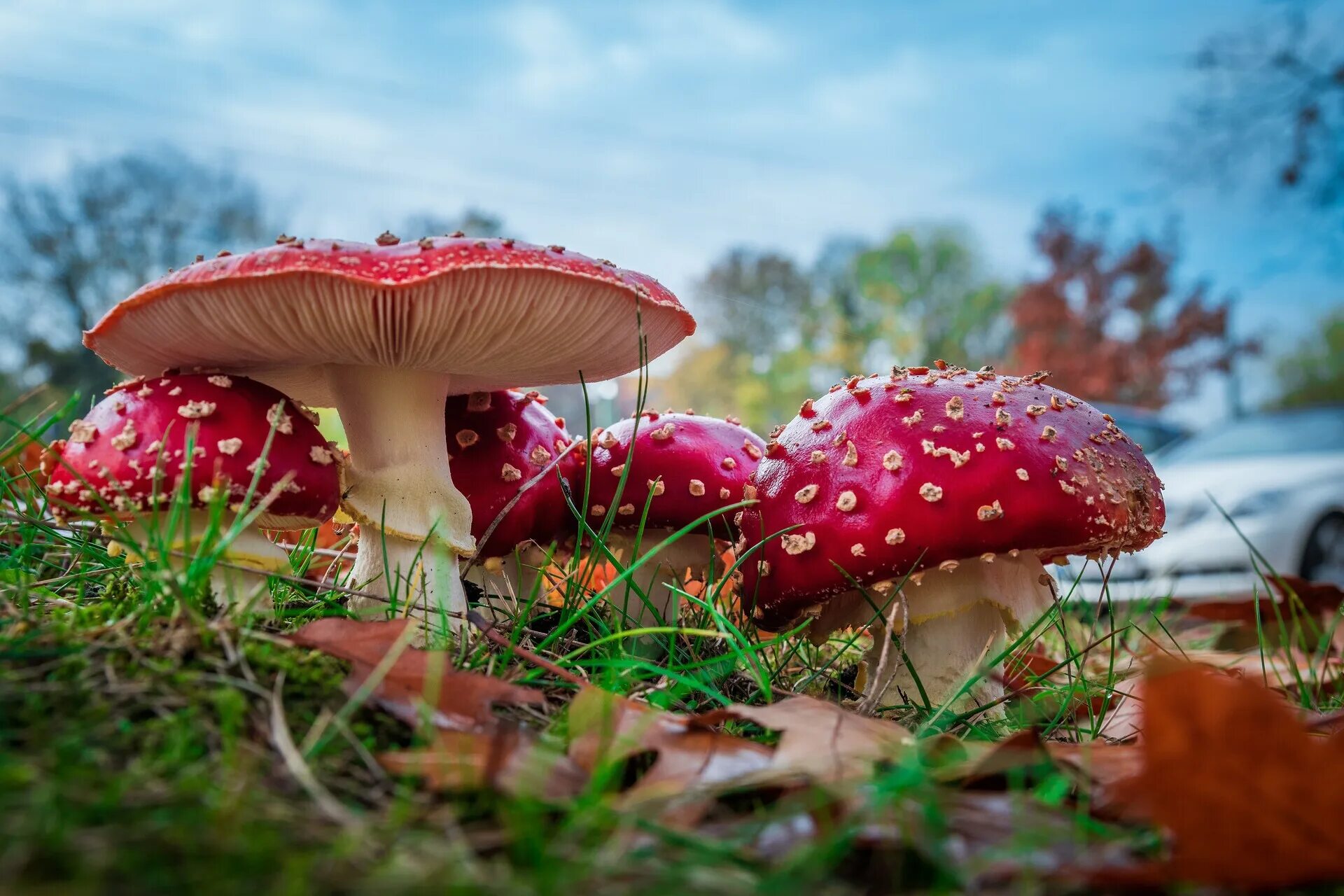 Мухомор Аманита Мускария. Мухомор красный (Amanita muscaria). Красный мухомор сыроежка. Ядовитые грибы мухомор красный. 14 1305 mushroom