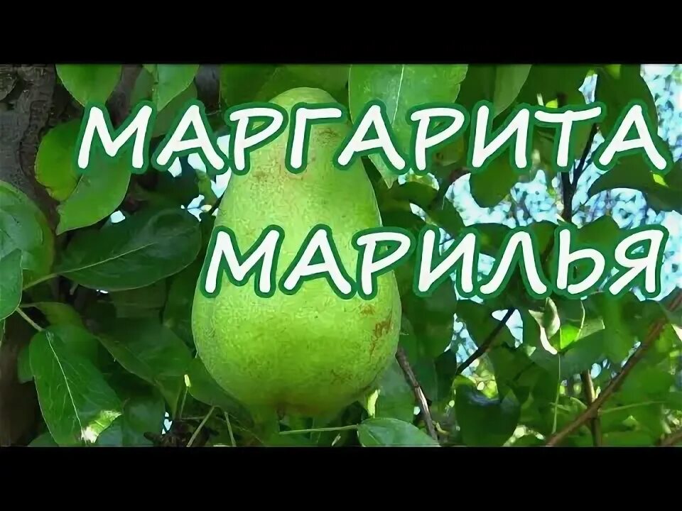 Маргарита Марилья