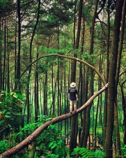 Ibu software di hutan