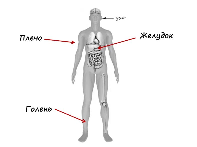 Части человека 4 класс окружающий мир впр. Голень плечо и желудок. Покажи стрелками голень плечо и желудок. Подпиши голень плечо и желудок. Изображение человека голень плечо желудок.