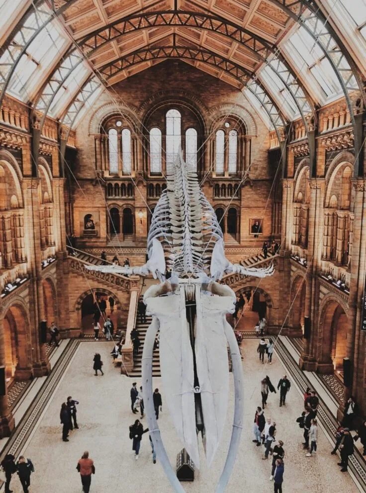 Музей естествознания Лондон. Музей natural History Museum. Natural History Museum London. Музей естествознания Лондон архитектура.