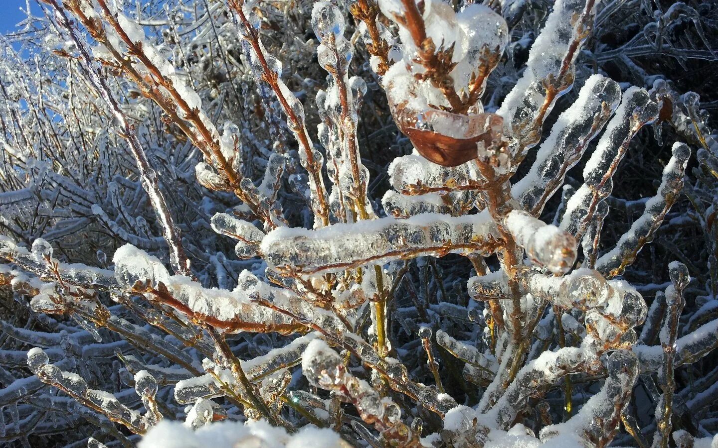 Замерзнет растает замерзнет растает. Обледеневшие деревья. Деревья во льду. Ледяное дерево. Ледяной дождь.