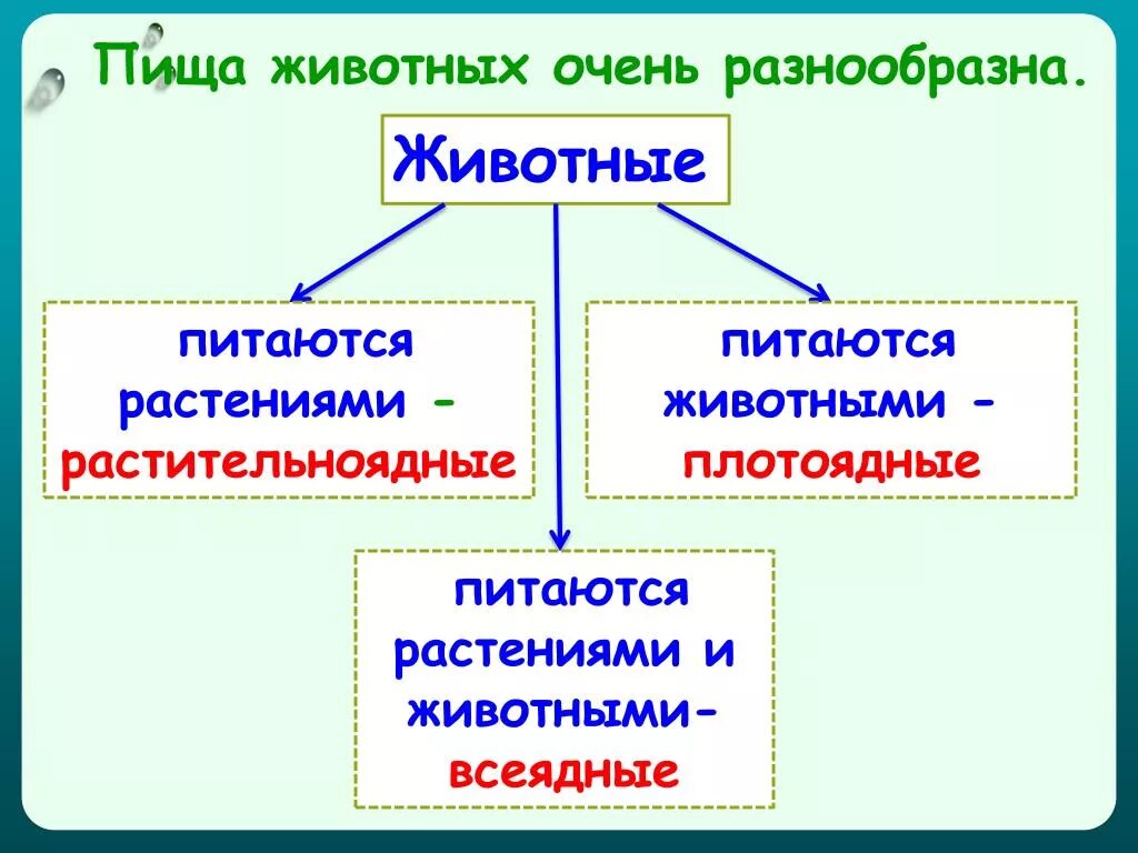 Как животные питаются 3 класс окружающий. Питание животных. Как питаются животные. Питание животных презентация. Особенности питания животных.