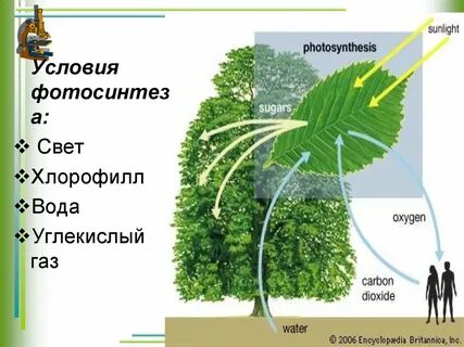 Повышение фотосинтеза