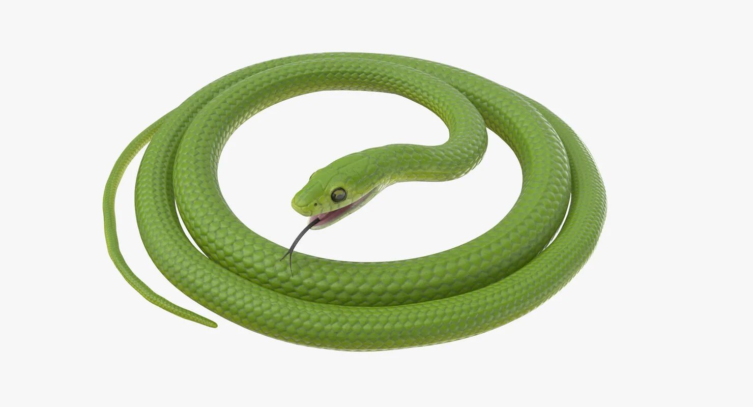 D snake. 3d модель зеленая. Зеленые 3 змеи. 4d змеи. Velengton 22 зел змея.