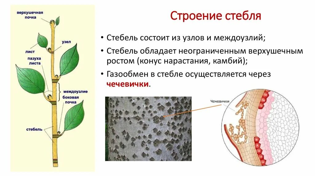 Функции стебля цветка. Чечевички стебля. Стебель внешнее внутреннее строение стебля. Строение чечевички стебля. Строение растения черешок.