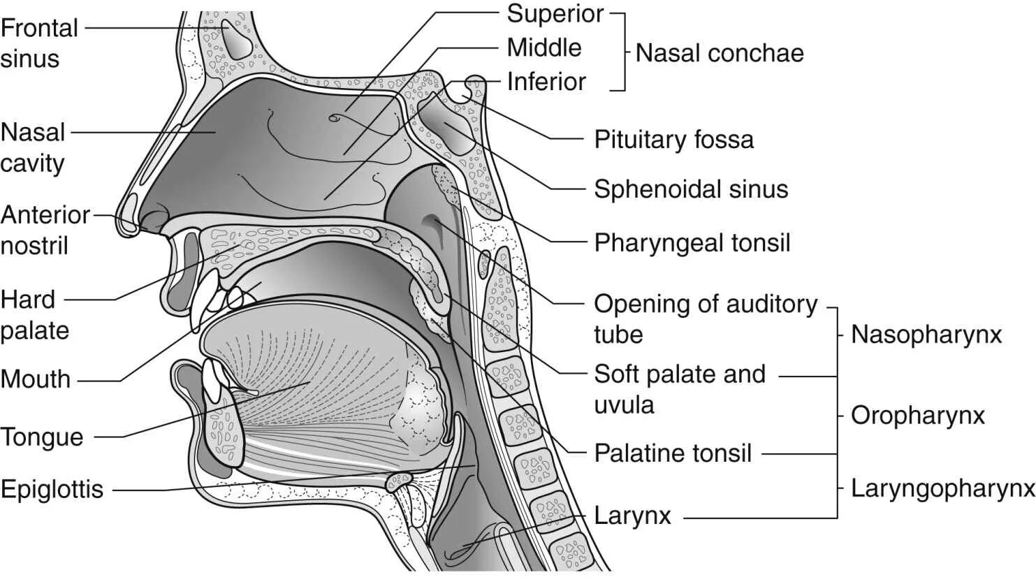 Larynx Anatomy.