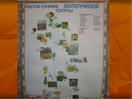 Карта экотроп