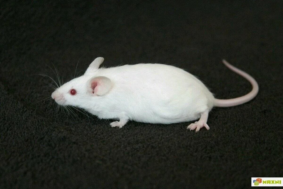 Домашние белые мыши. Декоративные мыши. Белая декоративная мышь. Мышки декоративные белые. Мышь домашняя белая.