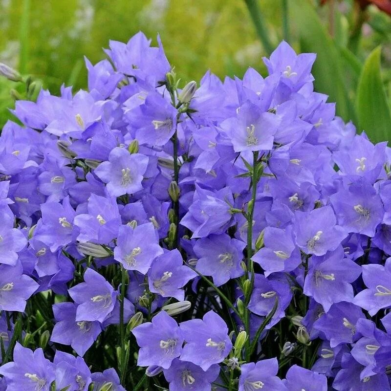 Колокольчик персиколистный морской Бриз. Колокольчик персиколистный (Campanula persicifolia). Колокольчик персиколистный Takion Blue. Колокольчик персиколистный (Campanula persicifolia `Takion White`). Колокольчик низкий