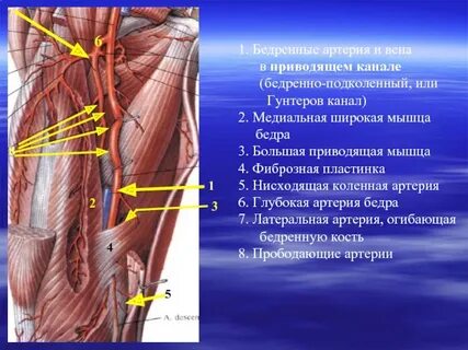 Эпигастральные артерии