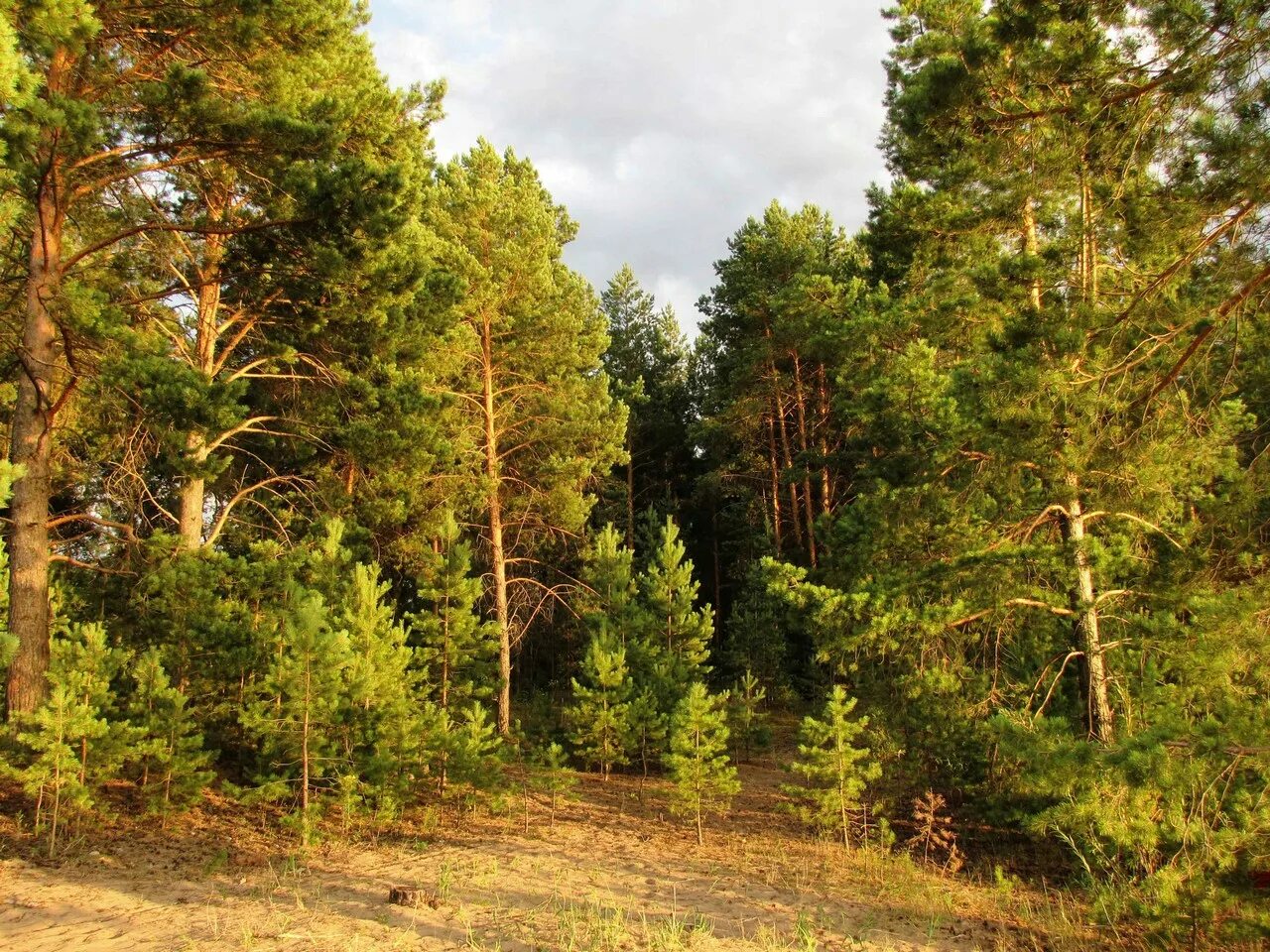 Хвойная родина. Сосновый Бор Костромская область лес. Смолистый Бор Сосновый. Брянск Сосновый Бор леса. Сосновый Бор дом ельник.