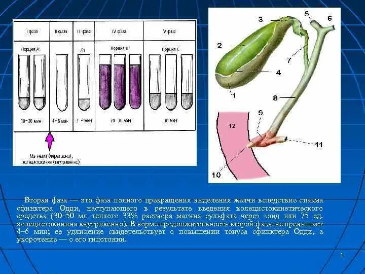 Желчь человека цвет. Дуоденальное зондирование схема. Исследование желчи и дуоденального содержимого. Фазы выделения желчи. Схема выделения желчи.