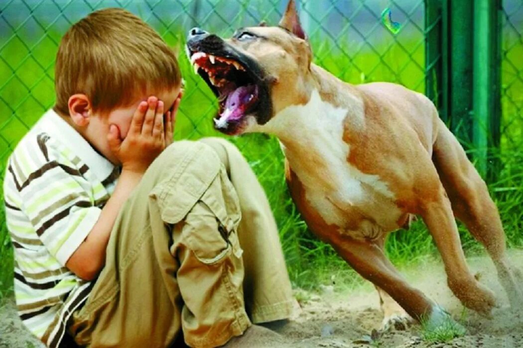 Ребенок испуганный громким лаем собак