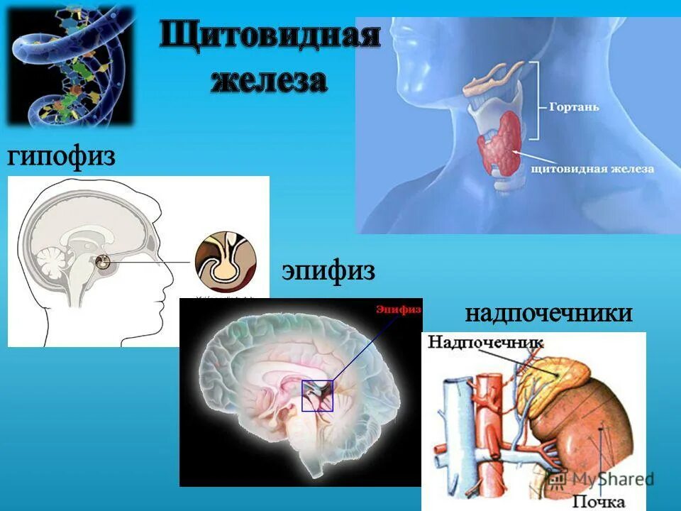 Внутренняя секреция гипофиза. Гипофиз это железа. Гипофиз щитовидная железа надпочечники.