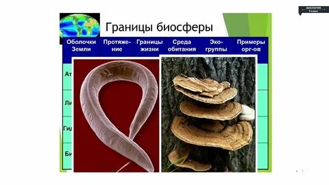 Проект по биологии 9 класс растения