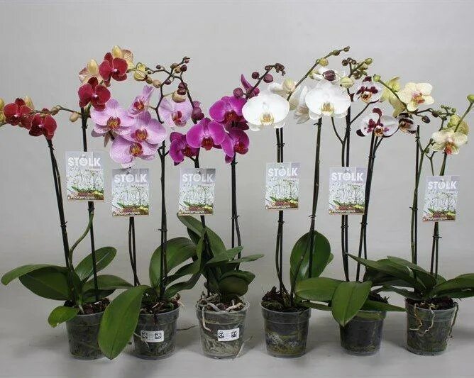 Купить орхидею в саратове
