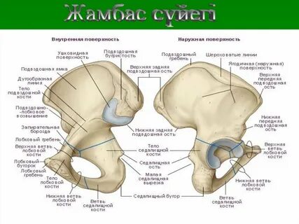 Гребень подвздошной кости